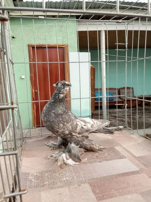 Тараз голуби продам