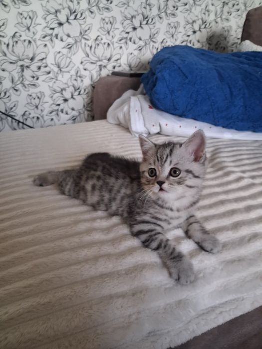 Котята готовы к переезду