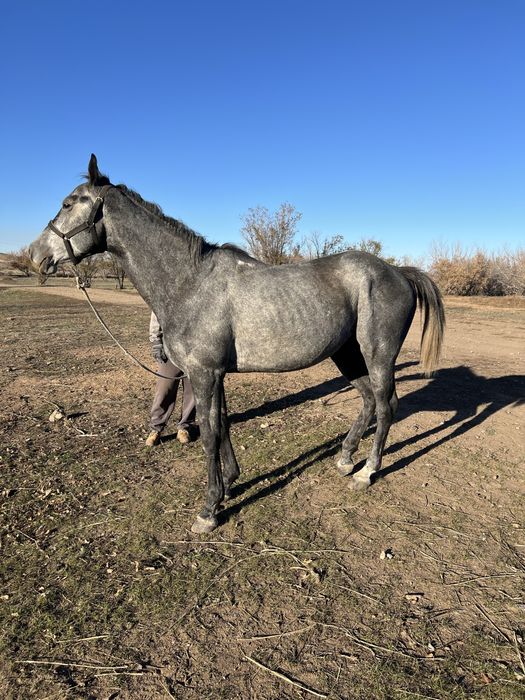 Агылшын Айгыр сатылады