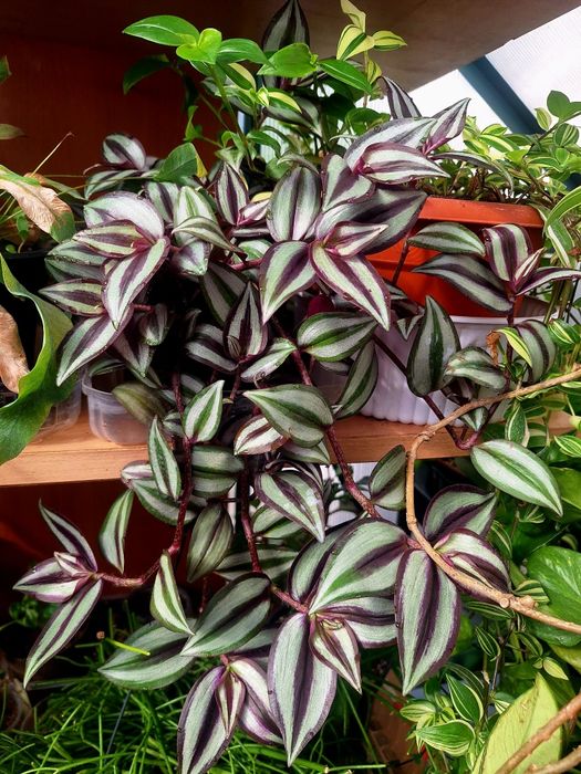 Plante de interior
