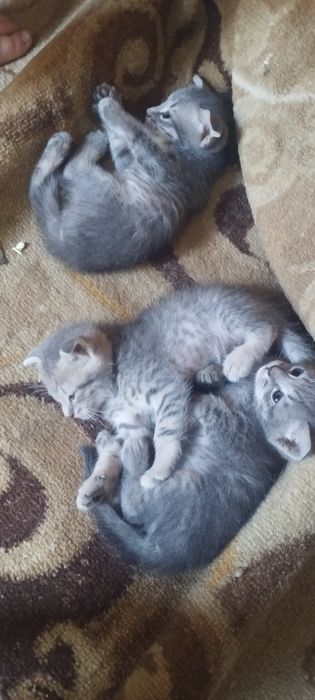 Котята продам шотландская