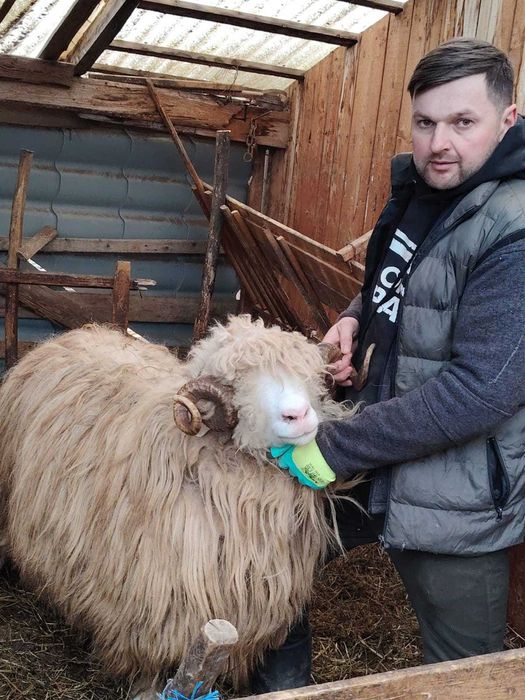 Berbeci băli de vânzare, strămiori!