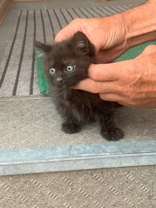 Отдам в добрые руки кошечку