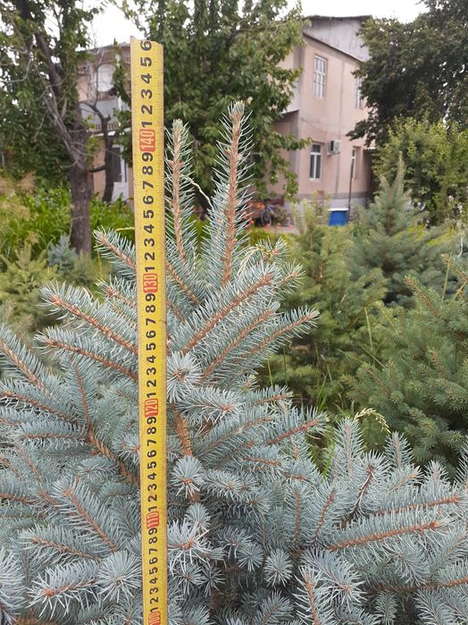 Голубая ель сотилади 500 000 мингдан