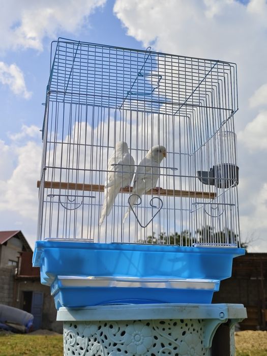 Попугай комплект