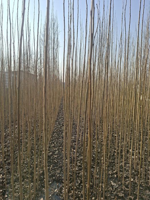 Terak kochatlar 1500 som