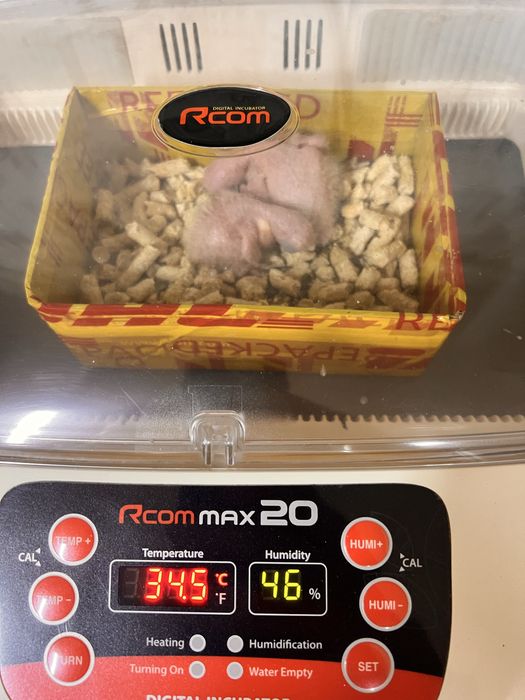 Продам птенцов попугая Солнечные аратинги