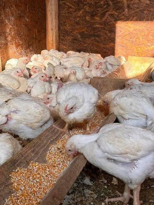 Ferma Puii rasă mixta și puii albi de carne prima serie