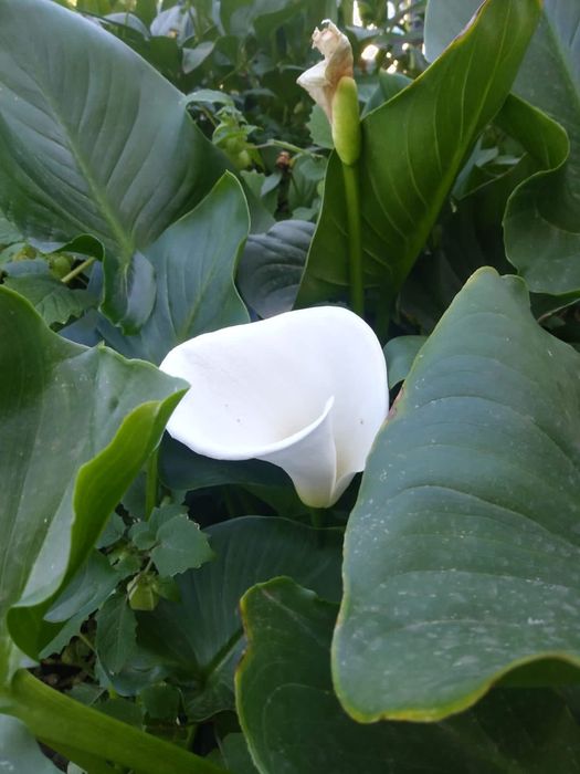 Продам цветок калла