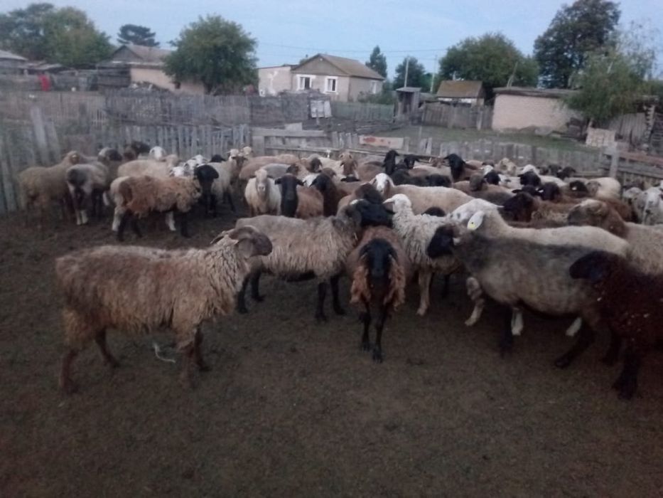 Продам баранов 160 головы