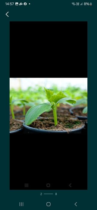 Рассада огурцов голландских сортов (предзаказ))