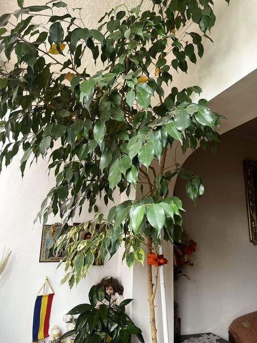 Vand ficus inalt, 2,5 m inaltime