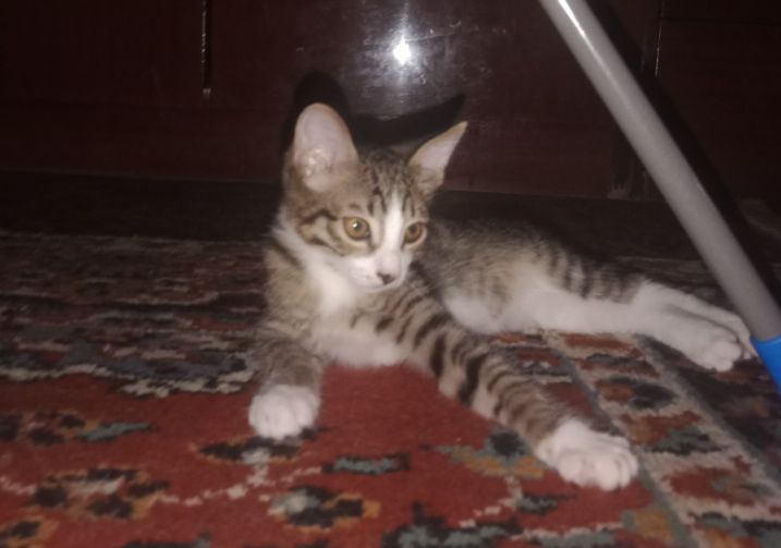 Отдам котят в хорошие руки