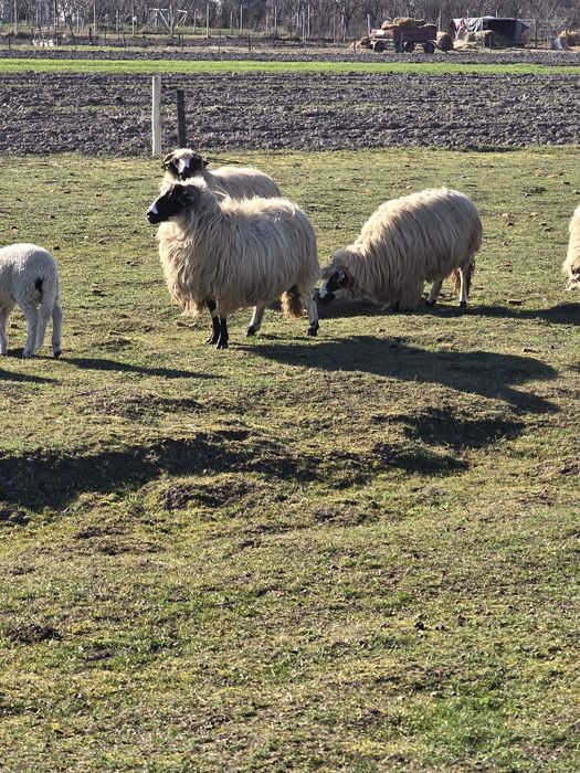 Vand oi breze.Detalii la telefon