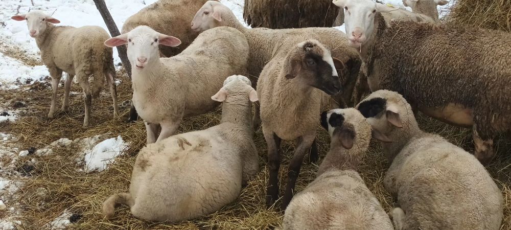 Cârlani metiși Lacaune