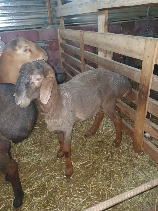 Продам  кочкаров арашан