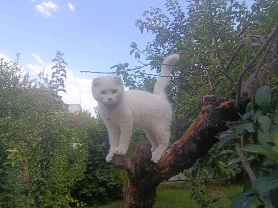 Продается кошка 2 месяцев цвет белый, породистая шотландская с турецко
