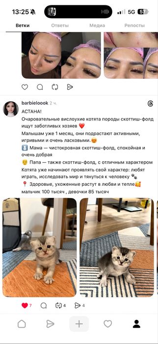 Котята скоттиш фолд