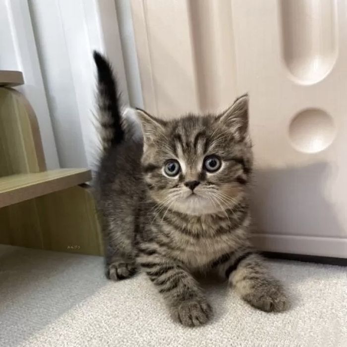 Британские котята