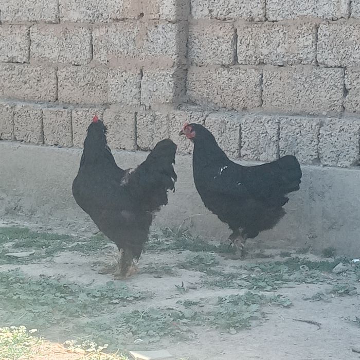 Brama tovuqlar sotiladi
