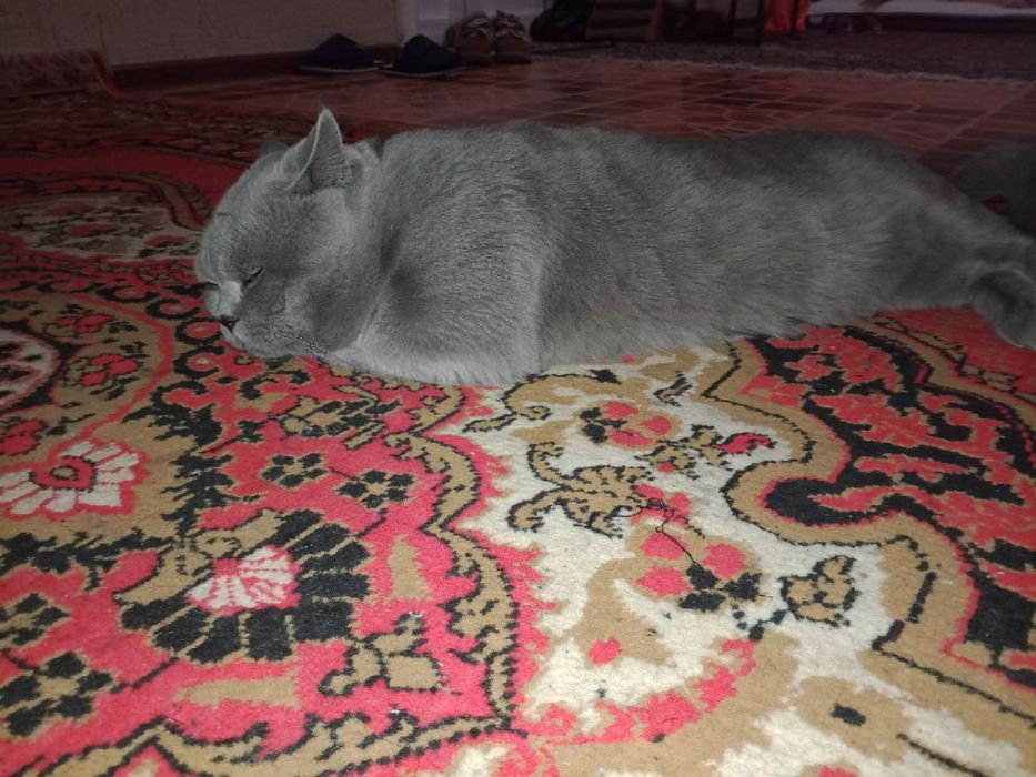 Вязка скотиш страйд