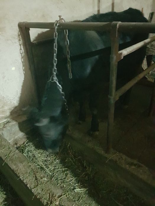 Продам  телку ф1