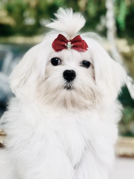 Красивая девочка мальтезе