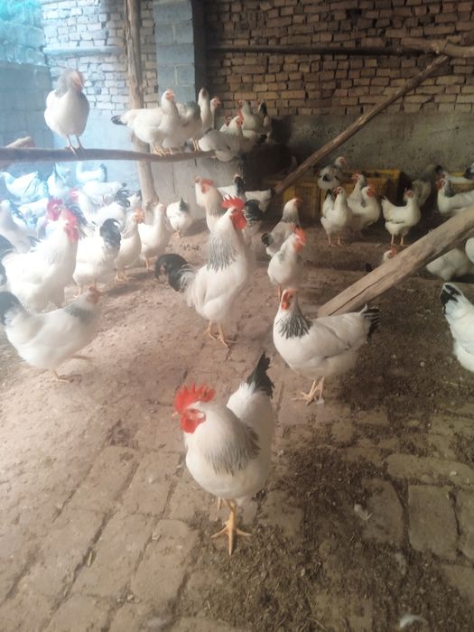 Адлер тоувгини жужалар сотилади