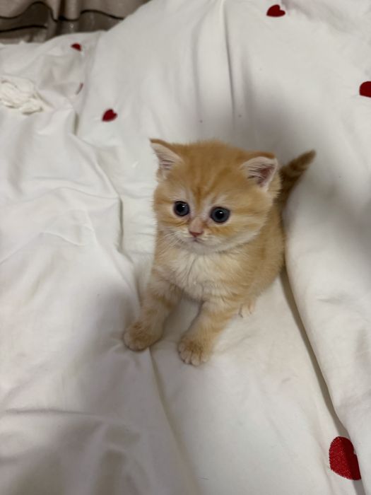 Продаются котята шиншила