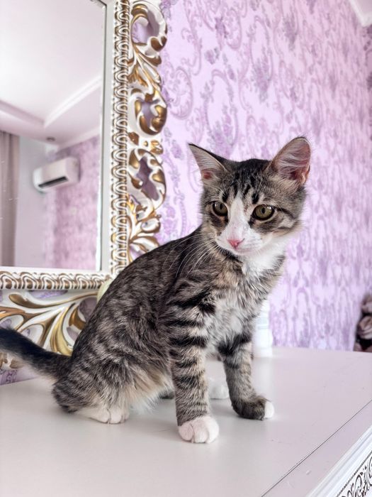 Котенок в добрые руки