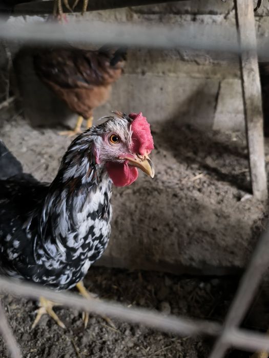 Молодые петушки .