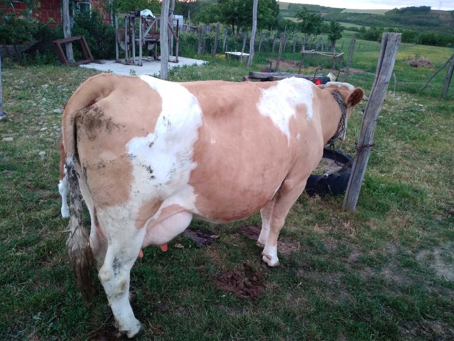 Vand vaca baltata, 7 ani, 20l lapte