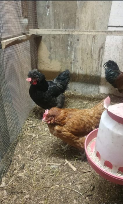 Продам курица и питуха 2+1