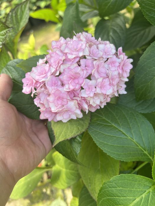 гортензия крупнолистная