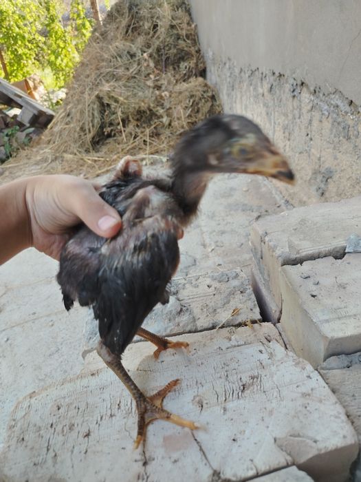 shamo dakan jojasi sotiladi