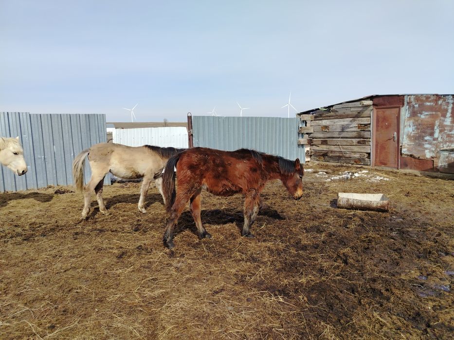 1 ургашы 1 еркек