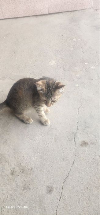Mushuklarni berib yuvoramiza