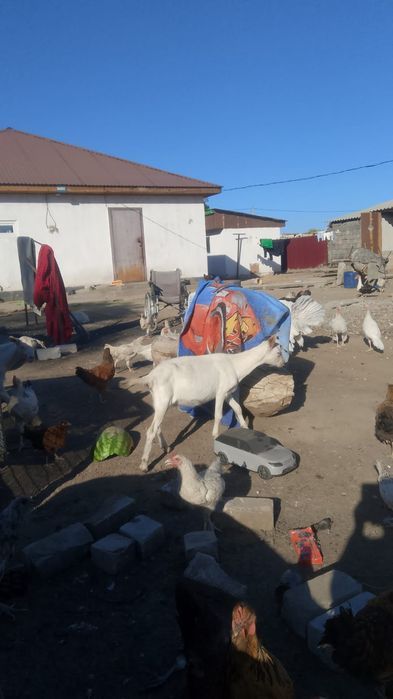 Продам козёл кострирован