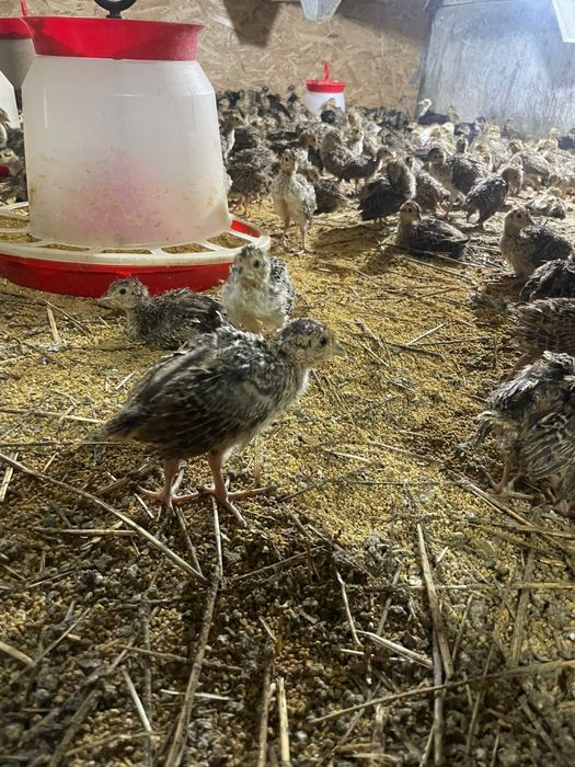 Pui de fazan la 3 saptamani (rasa comun sau temebros)