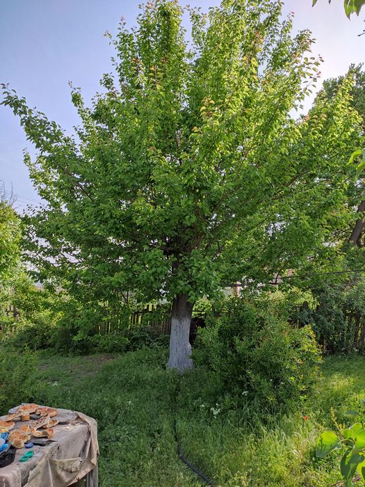 Уй участкаси билан сотилади.