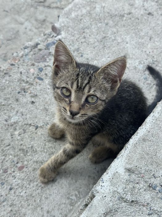 Котенок бесплатно