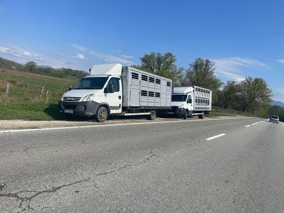 Transport animale vii autorizat în toată tara ct tl gl br cl il vn bz