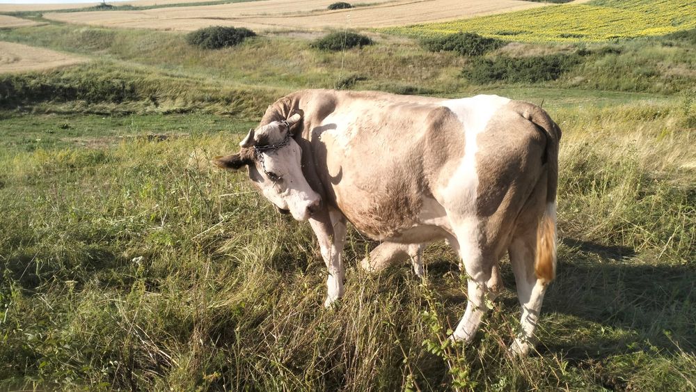 Vaca buna de lapte de vanzare