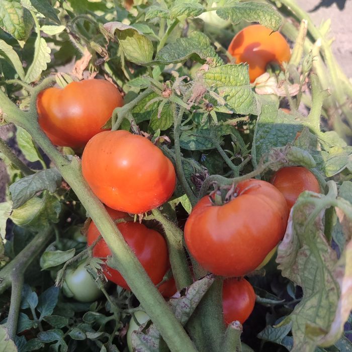 Продам домашние помидоры