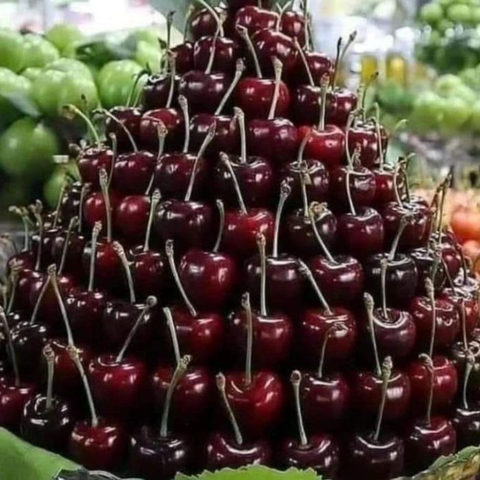 Гилос кучатлар сотувда