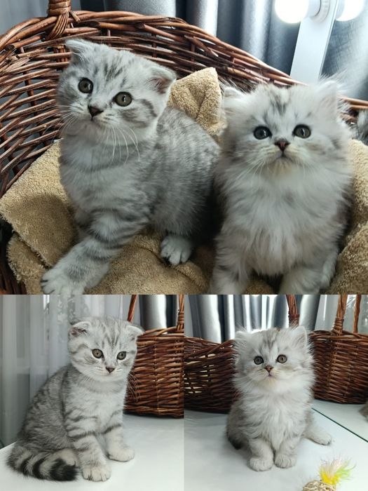 Продаю шотландских котят