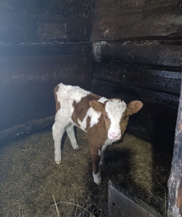 Продам телят от 3 дней до 2 недель