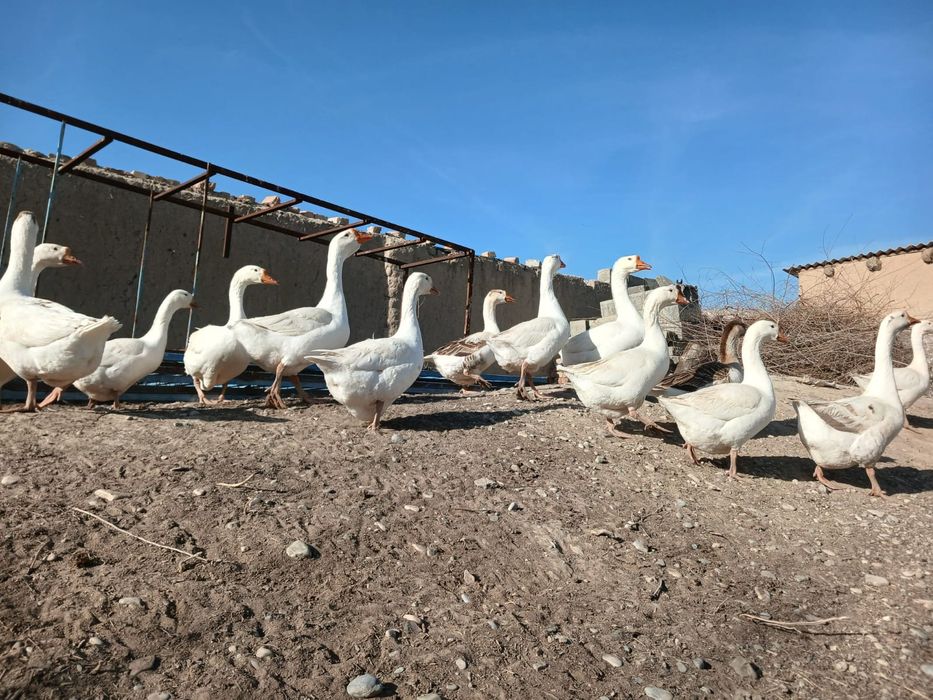 Продается гусята