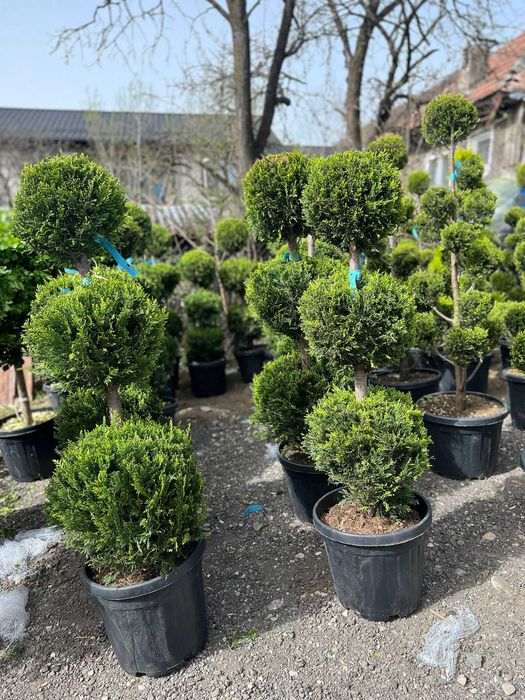 Plante pentru Curte, Terasa si Balcon