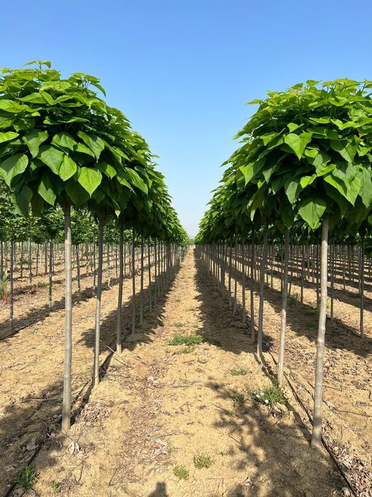 Catalpa, Magnolia , Mesteacan, Tei Platan Frasin , Artar Paltin Plante